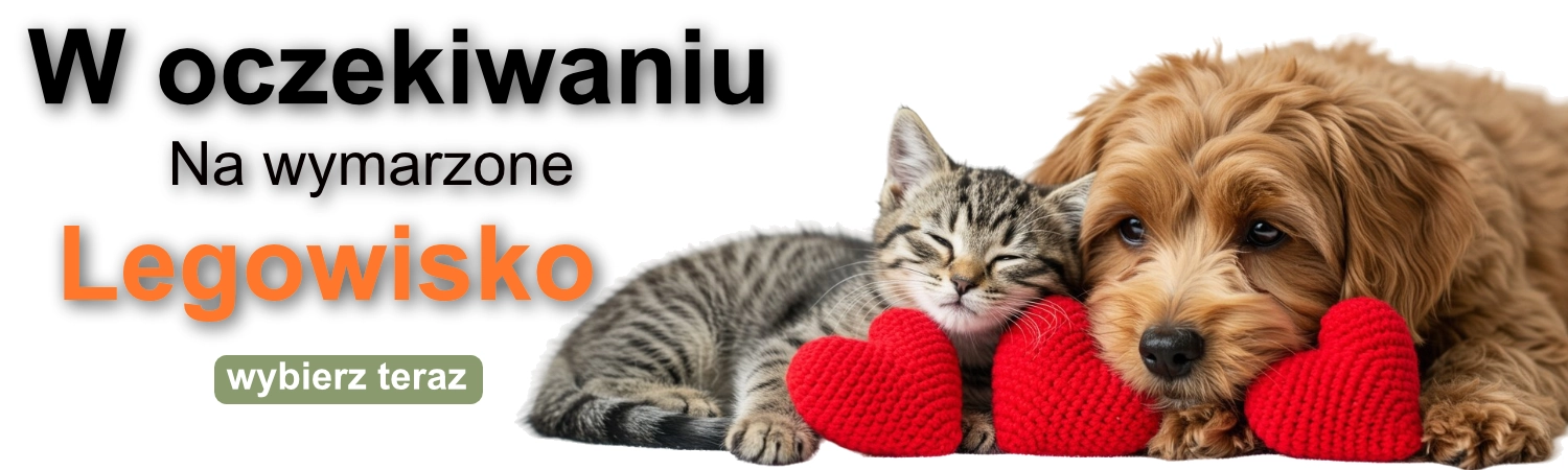 W oczekiwaniu na legowisko