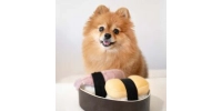 Węchowa zabawka dla psa Sushi