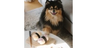 Węchowa zabawka dla psa Sushi